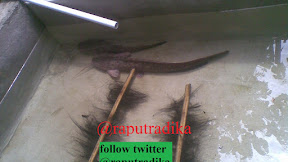 Bagaimana Cara Pemijahan Ikan Lele Secara Alami?