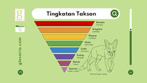 Tingkatan Takson: Pengertian, Klasifikasi, dan Contohnya