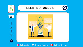 Analisis Elektroforesis: Pengertian, Prinsip Kerja, Jenis dan Aplikasi