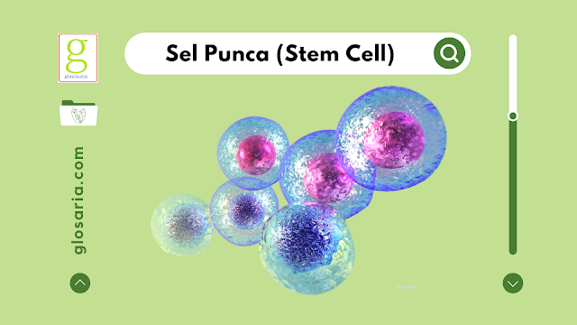 Sel Punca: Pengertian, Karakteristik, Jenis dan Aplikasinya